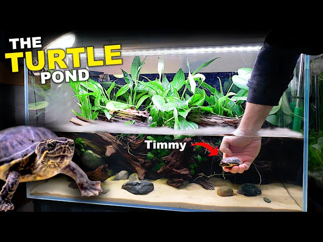 Timmy The Turtle Gets A New Tank! (Pond Aquarium Build)