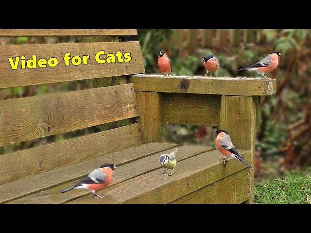 Birds for Cats to Watch on The Garden Bench