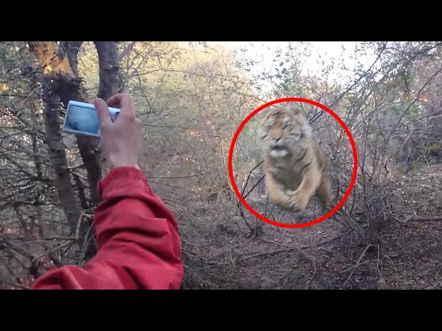 30 Scariest Tiger Encounters of The Year (Part 2)