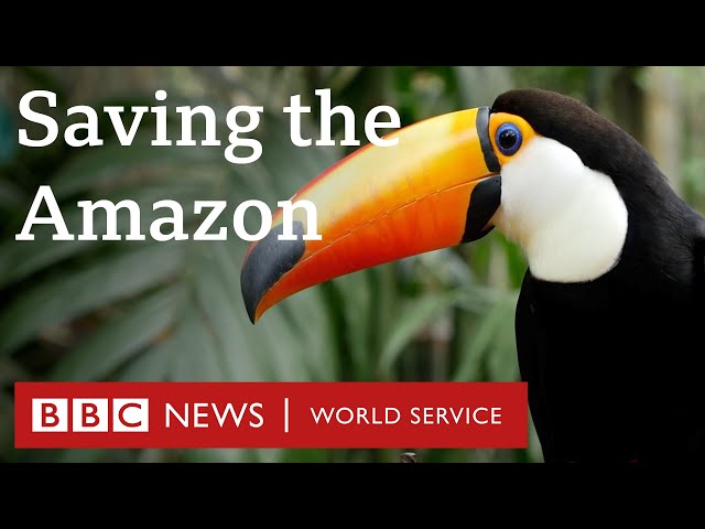 Why are we failing to protect the Amazon rainforest? - The Climate Question, BBC World Service