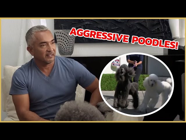 I meet two Poodles with Aggressive Behavior | Cesar 911