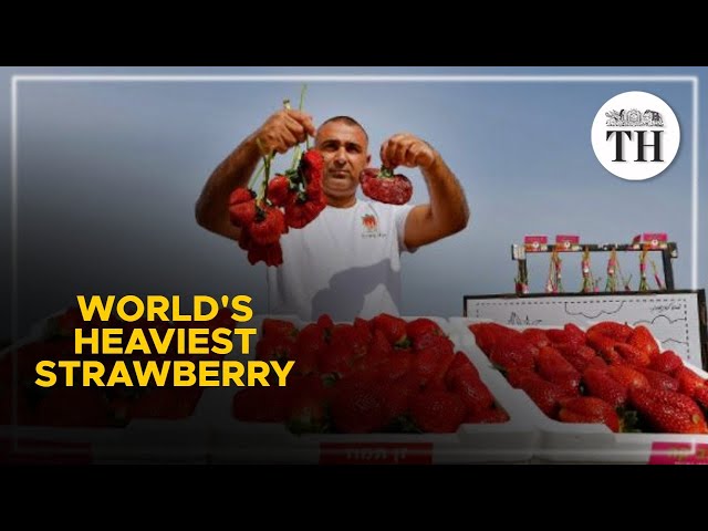 This is the world's heaviest strawberry