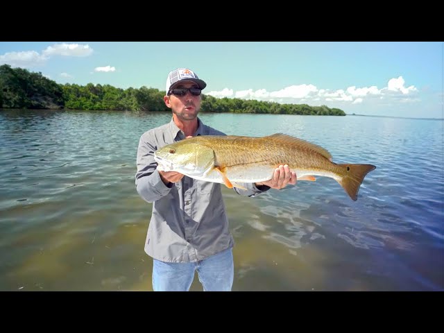 Flats Fishing Tampa Bay Redfish Schools - BIG REDS ONLY!