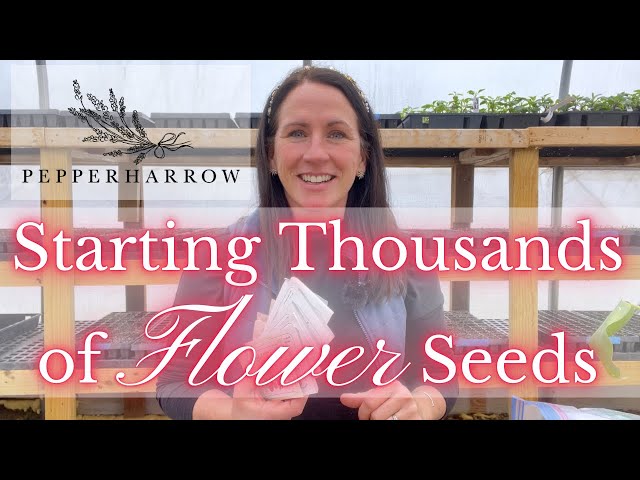 Starting THOUSANDS of FLOWER Seeds | PepperHarrow