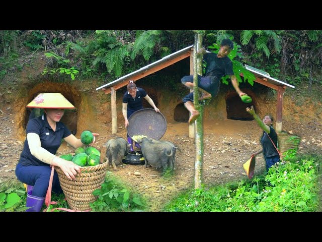 The process of harvesting papaya, jackfruit and corn. Expansion of CABIN as a WEDDING room