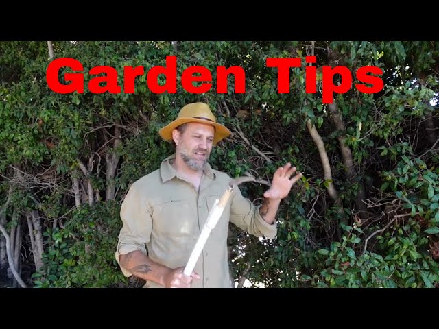 Garden tips for a better hedge and agapanthus