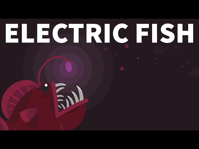 How Do Fish Generate Electricity?