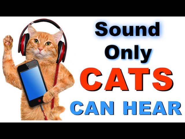 Sound Cats Can Only Hear | HQ