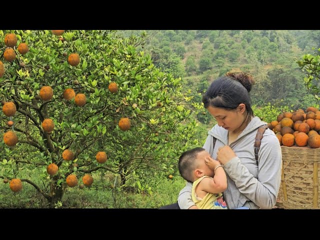 Life in the forest of a 17-year-old single mother: HARVESTING ORANGES - SAVING THE BIRDS