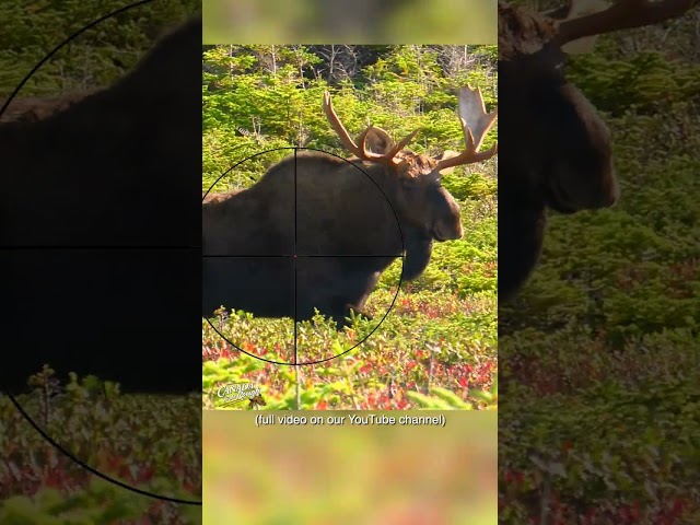 Where To Shoot a Moose With a Gun | Hunting Tips #shorts #animals #hunting