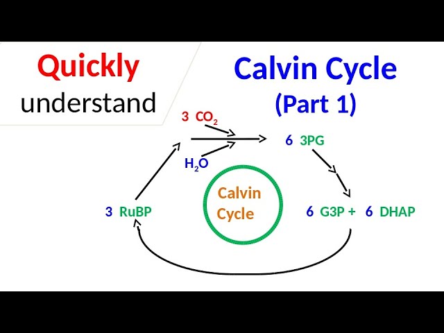 Calvin cycle (part 1)
