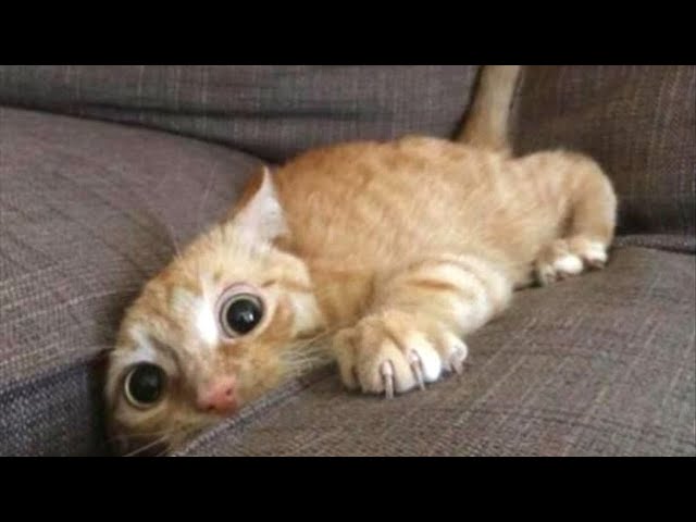 Funny Cats Compilation! Try Not To Laugh Too Hard!