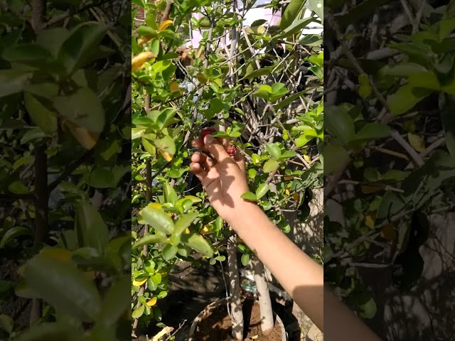 Cherry harvesting in terrace garden #Shorts #viral  #video