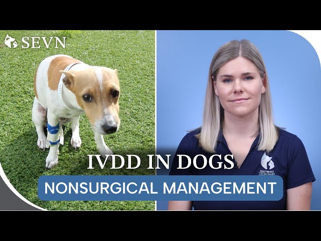 Nonsurgical Management of IVDD || Is Your Dog a Candidate?
