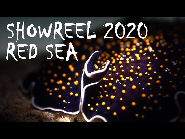 Showreel 2020 - Red Sea - MRS