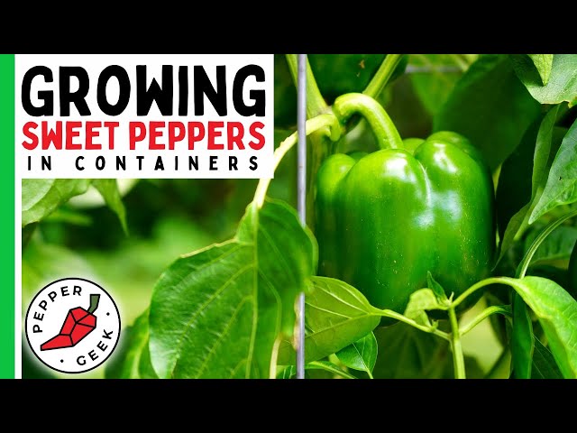 How To Grow Sweet Peppers In Pots (Bell Peppers, Banana Peppers)