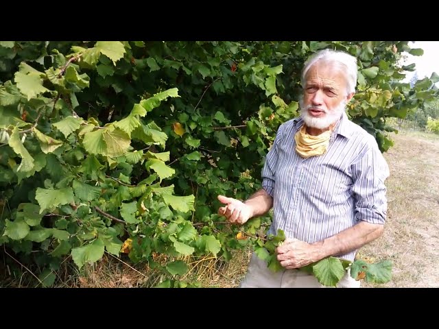 How to grow and harvest hazelnuts (filberts) at home, successfully!