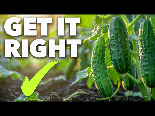 Cucumber Growing Masterclass: The Secret to Perfect Cucumbers