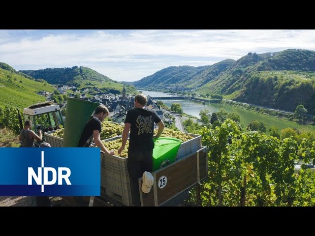 Weinanbau: Alltag einer jungen Winzer-Familie | 7 Tage | NDR Doku