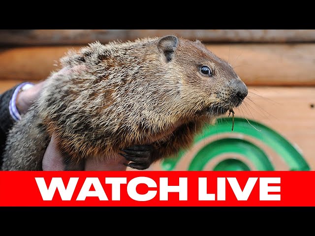 Punxsutawney Phil and Staten Island Chuck give their Groundhog Day prediction