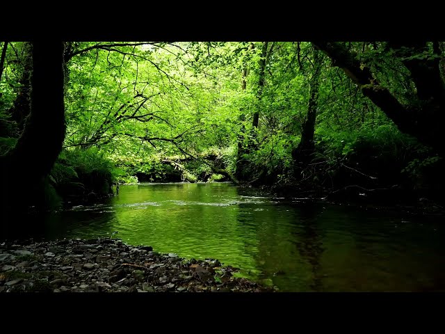 RELAXING NATURE SOUNDS FOR SLEEP, NIGHTINGALE SINGING, FOREST SOUNDS