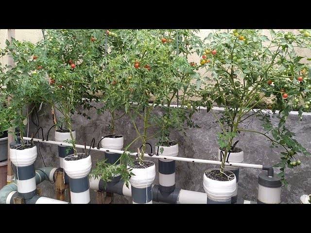 Hydroponic farming ~ Growing mini tomatoes use Dutch bucket hydroponic system