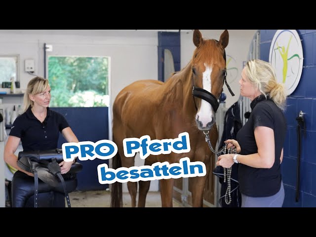 Sattelcheck und Sattelfitting PRO Pferd – Der Weg zum passenden Sattel | Teaser