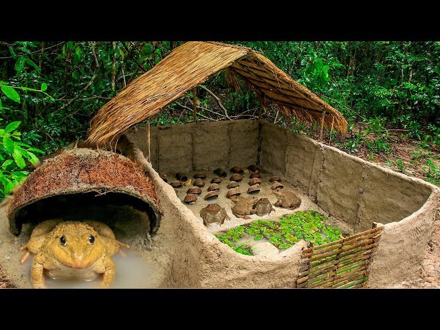 How To Build Bullfrog Hut And Feeding Giant Frogs In Coconut Shell
