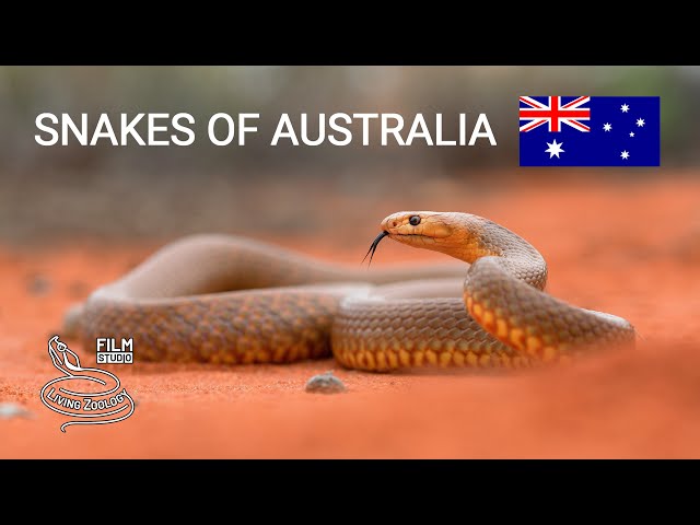 Snakes of Australia, 5 species from deserts, Mulga snake, Western brown snake, Desert death adder