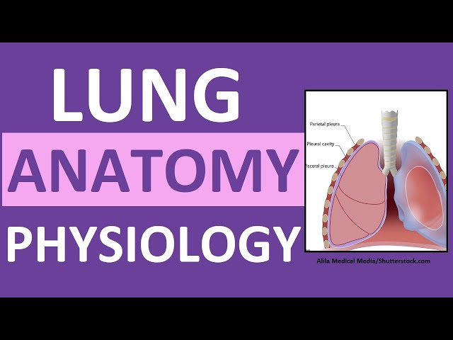 Lung Anatomy and Physiology | Gas Exchange in the Lungs Respiration Transport Alveoli Nursing