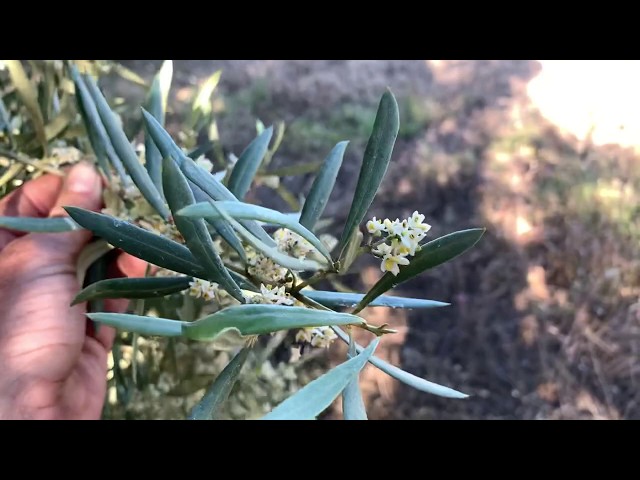 Así nace la aceituna en el olivo y qué condiciones le afectan (bonus - espárragos trigueros)