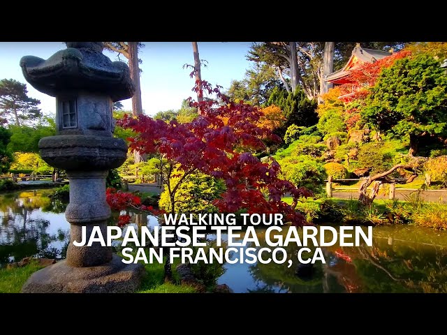 Exploring The Japanese Tea Garden in San Francisco, California USA Walking Tour #japaneseteagarden