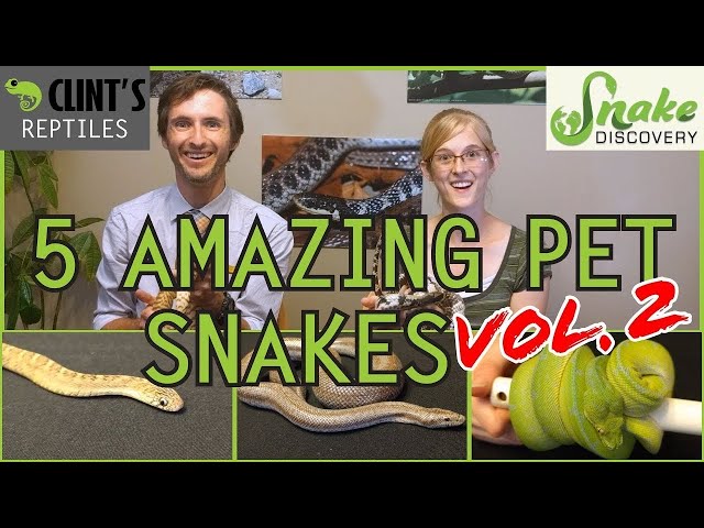 Snake Discovery and Clint's Reptiles - Five MORE of the Best Pet Snakes You Could Possibly Get!