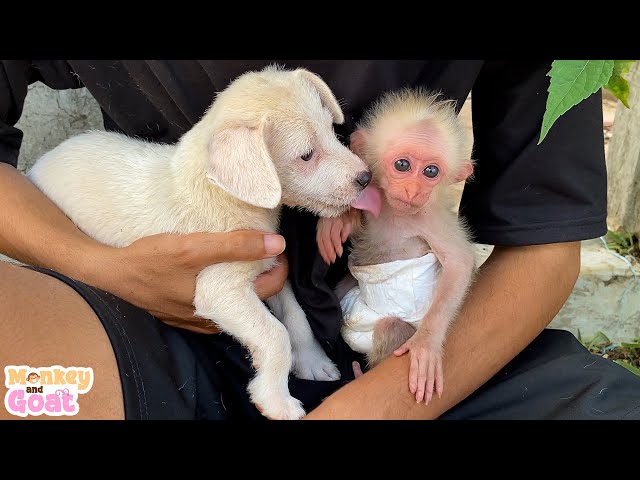 Sweet love of baby monkey and puppy