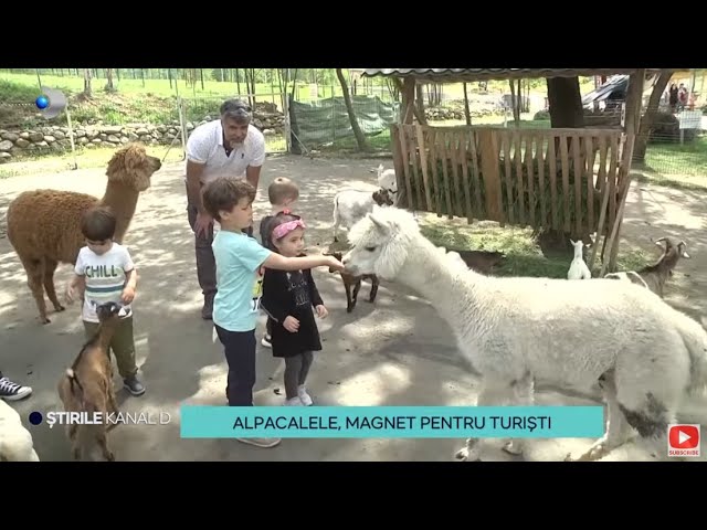 Stirile Kanal D - Valea Avrigului | Alpacalele, magnet pentru turisti | Editie de dimineata