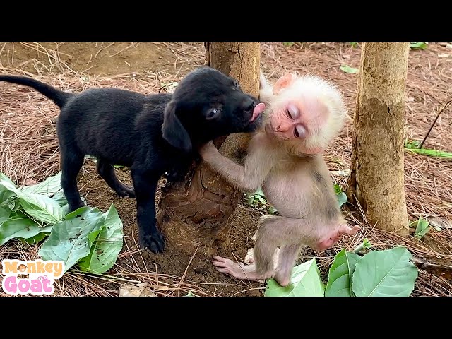 Baby monkey and puppy are best friends
