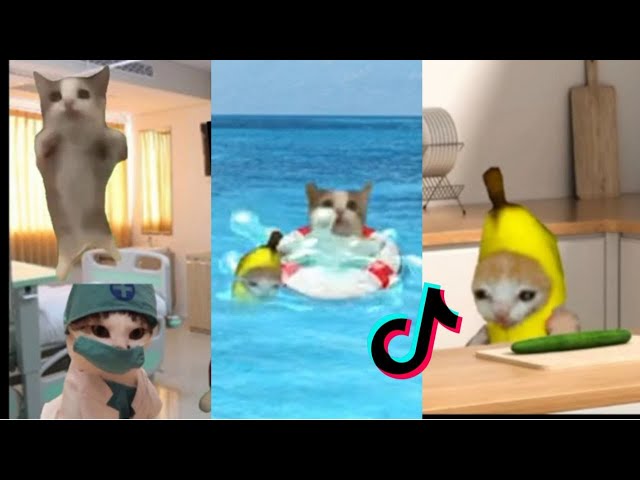 HAPPY CAT 😽 TikTok Compilation #2