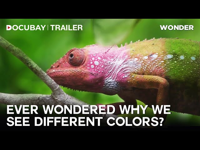 Decoding the science behind Color Perception | WONDER - Documentary Trailer | WATCH NOW