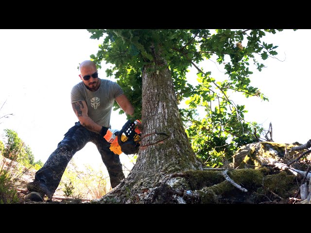 Clearing Out Our Property In Sweden | Studio Build Episode 1