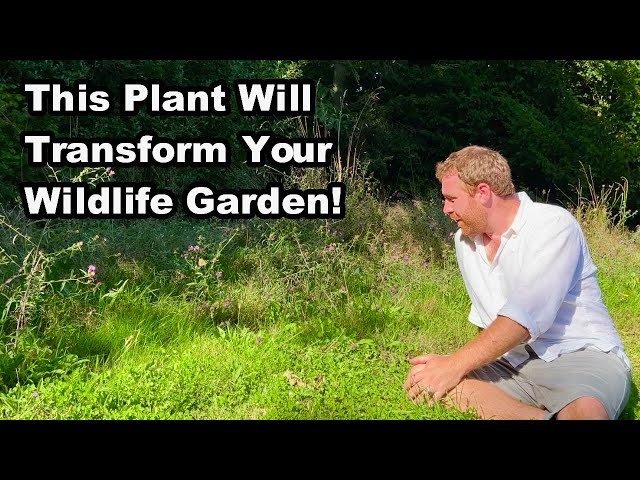 ATTRACT MORE WILDLIFE To YOUR GARDEN With This One Plant!