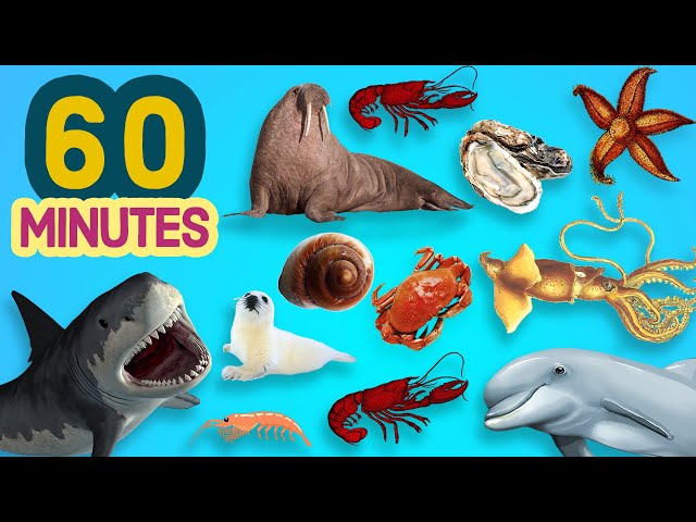 60 Minutes LEARN OCEAN ANIMALS In English