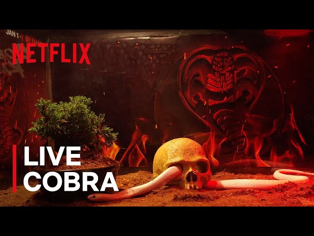 Cobra Kai: Season 3 | Yule Snake | Netflix