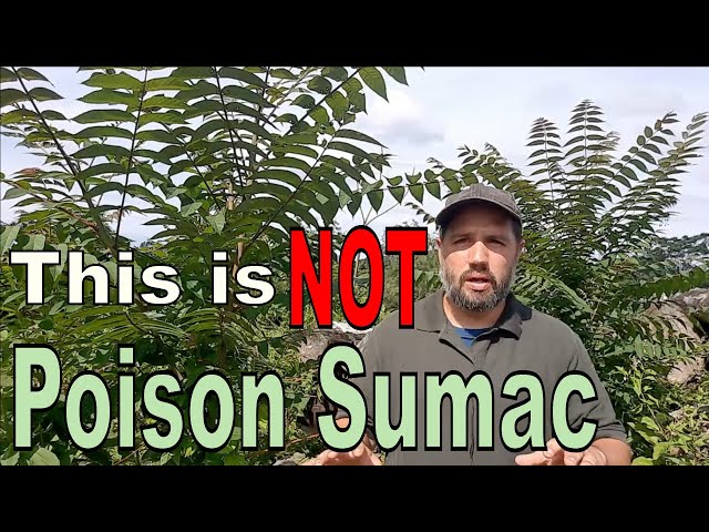 How to Identify Poison Sumac