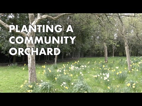 Planting A Community Orchard
