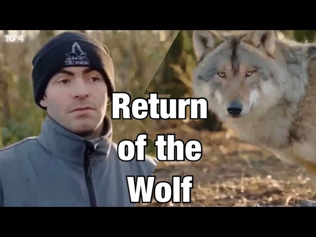 Wolves return to Ireland