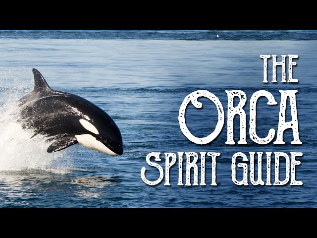 Orca Spirit Guide - Ask the Spirit Guides Oracle, Totem Animal, Power Animal, Magical Crafting