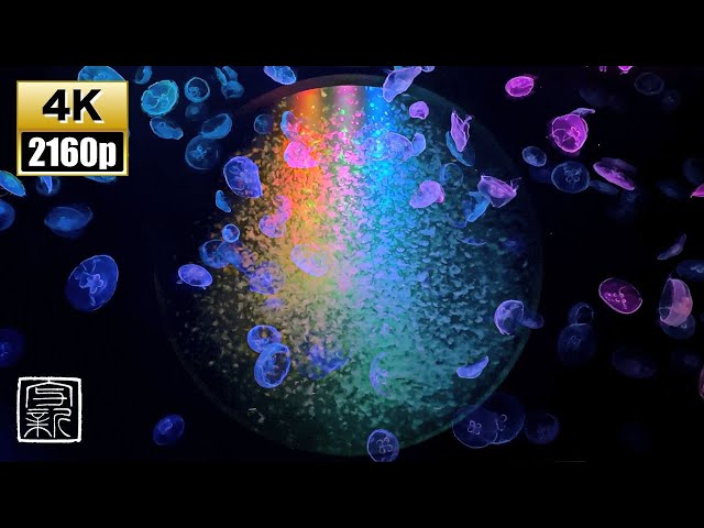 Soothing🧘🏻‍♂️ Sea shore 🫧♡music & Countless 🌈Jellyfishes in Bigtank with , 4K UHD/12HR