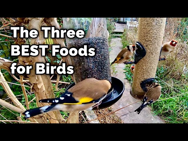 The BEST Food for Attracting Birds to Your Garden