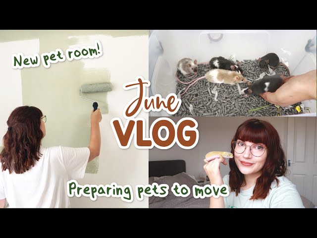 Getting the pets ready to move house! | VLOG