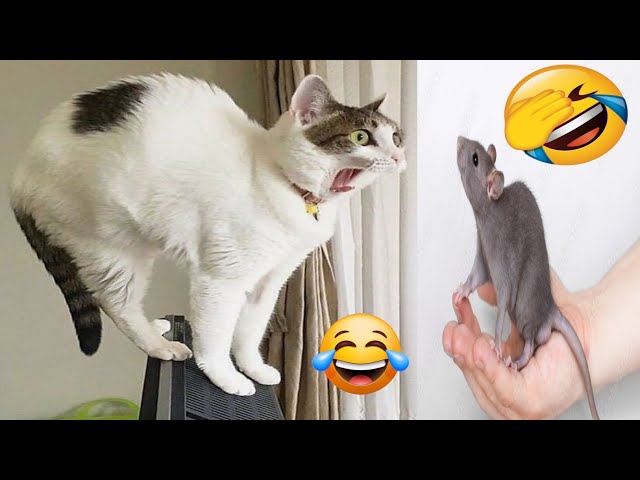 Funniest Animals 2023 😻 Best Funny Cats and Dogs Videos 😍🐶 #cats